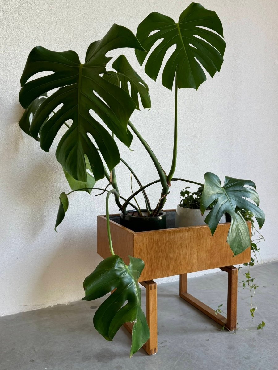 
                  
                    Vintage plantenbak Kai Kristiansen eiken - LOUI.STORE
                  
                