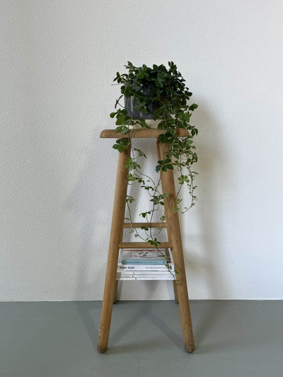 
                  
                    Grenen kruk - LOUI.STORE
                  
                
