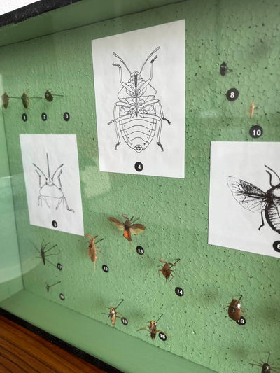 
                  
                    Insectenkast Deens - LOUI.STORE
                  
                