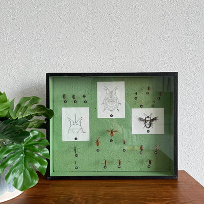 Insectenkast Deens - LOUI.STORE