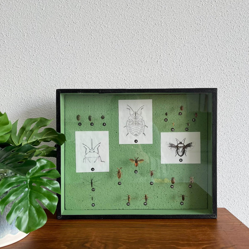Insectenkast Deens - LOUI.STORE