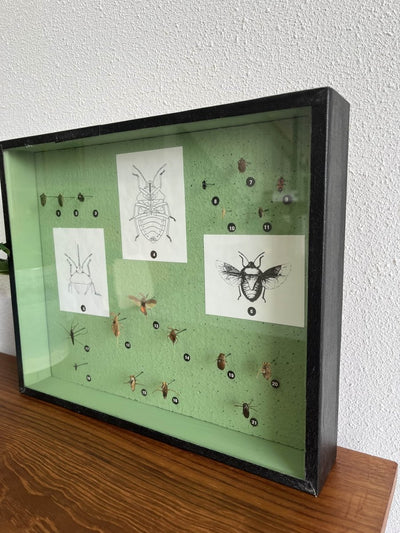 
                  
                    Insectenkast Deens - LOUI.STORE
                  
                