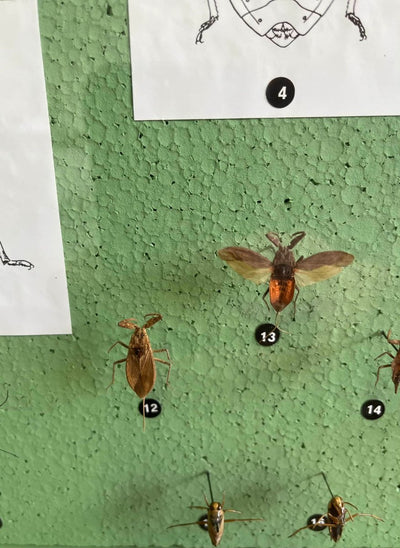 Insectenkast Deens - LOUI.STORE