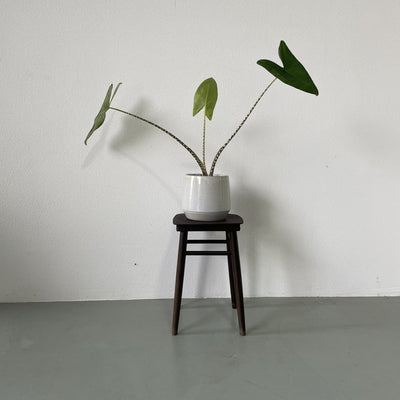 Planten krukje - LOUI.STORE