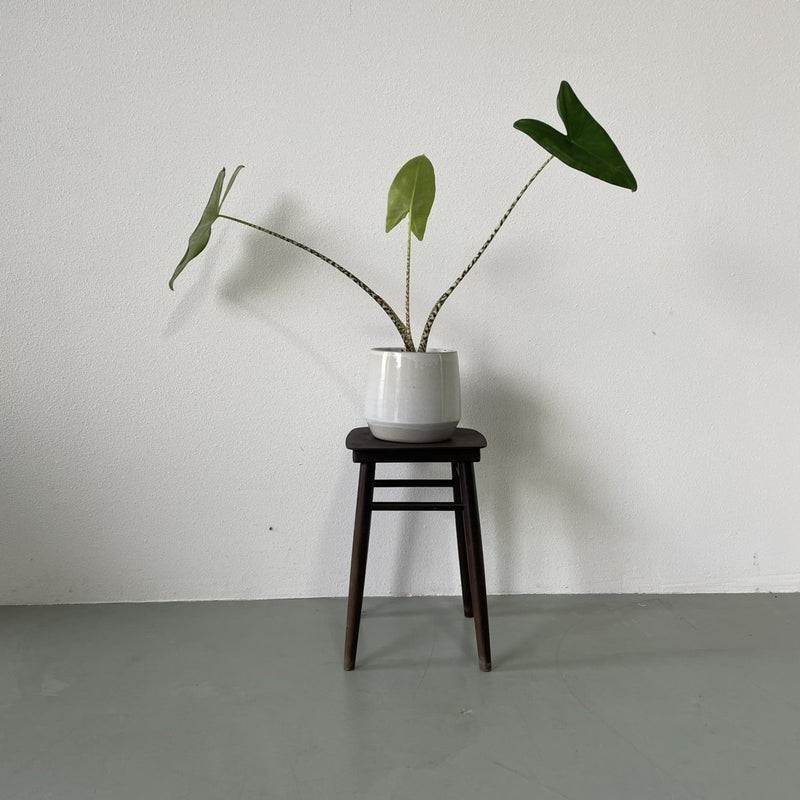 Planten krukje - LOUI.STORE