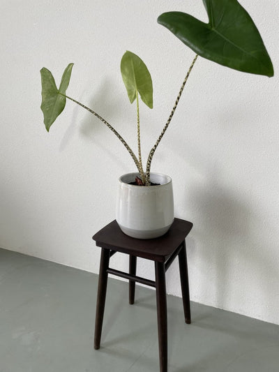 Planten krukje - LOUI.STORE