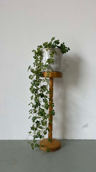 
                  
                    Vintage planten standaard - LOUI.STORE
                  
                