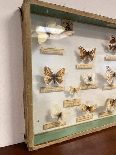 
                  
                    Vintage vlinderlijst - LOUI.STORE
                  
                