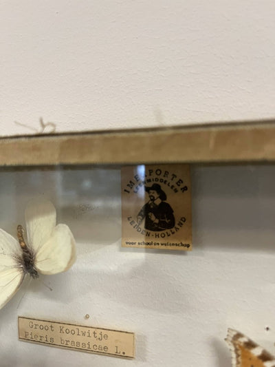 
                  
                    Vintage vlinderlijst - LOUI.STORE
                  
                