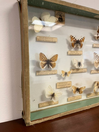 
                  
                    Vintage vlinderlijst - LOUI.STORE
                  
                