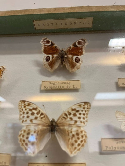
                  
                    Vintage vlinderlijst - LOUI.STORE
                  
                