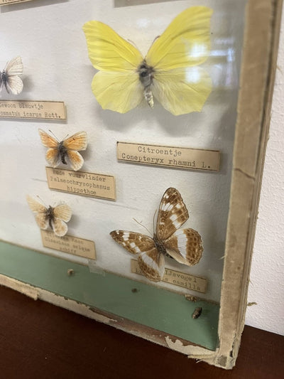 
                  
                    Vintage vlinderlijst - LOUI.STORE
                  
                